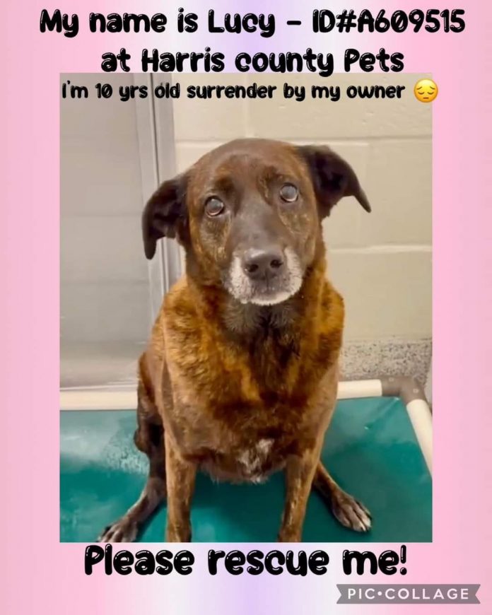 Sweet senior surrendered by her family