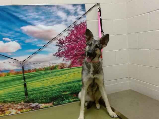 Gorgeous German shepherd has days to live at overcrowded animal shelter