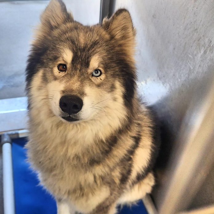 Floofy young dog out of time at California shelter