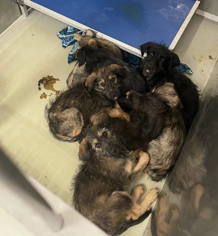 Puppies at risk of euthanasia
