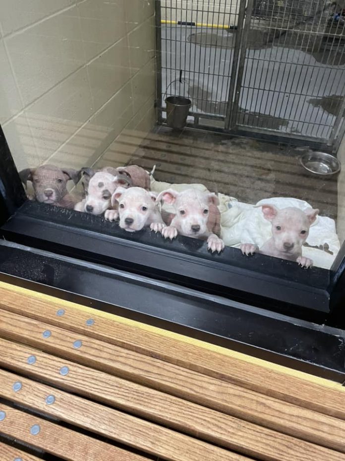 Orphaned litter of puppies at risk of euthanasia on Saturday