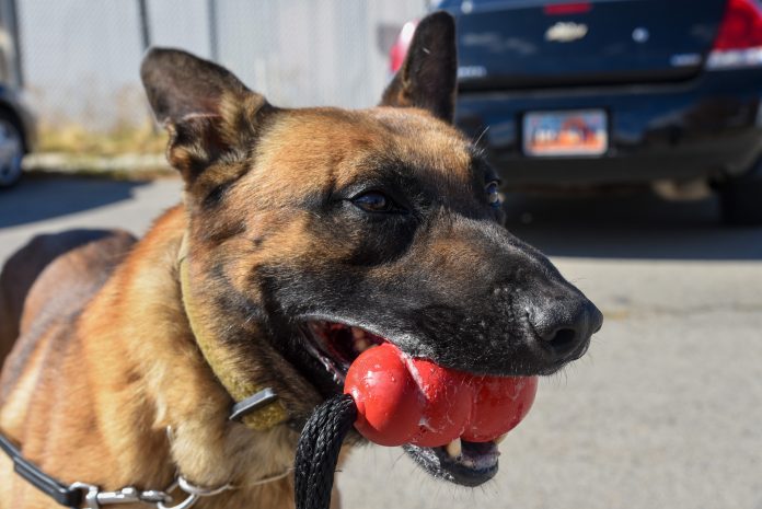 Dept. of Corrections K9 found dead inside of a vehicle