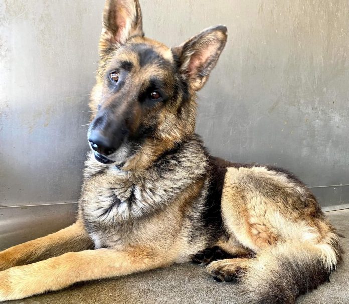 Handsome German shepherd on euthanasia list for being old