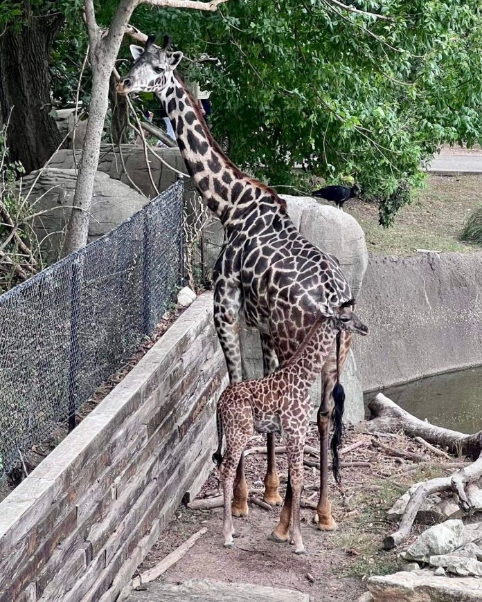 Zoo mourns death of giraffe calf who died days after her mom.