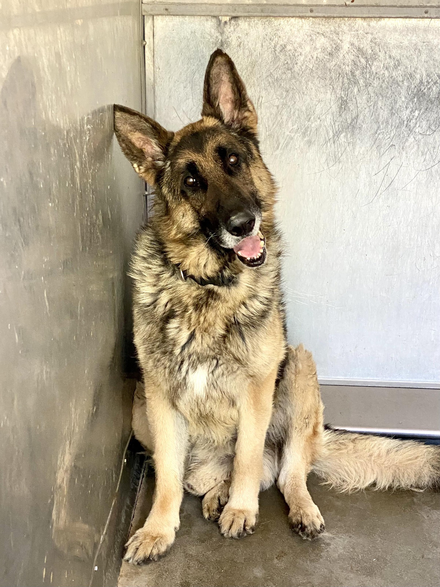 Handsome German shepherd on euthanasia list for being old