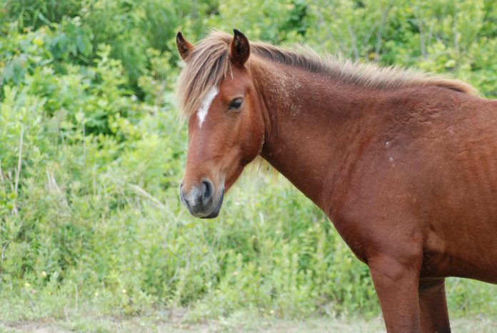 Wild horse euthanized after being hit by a car