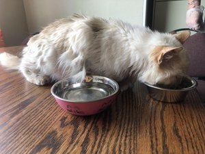 Elderly cat, Eddie, enjoys a big meal