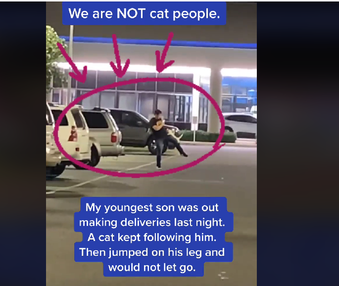 lonely cat jumped on delivery driver's leg