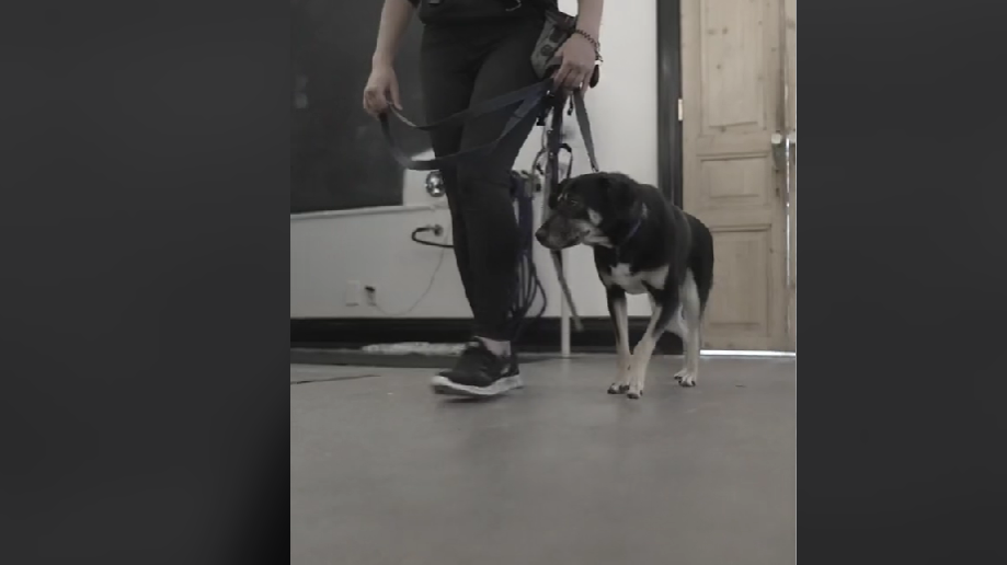 Special needs dog returned to shelter