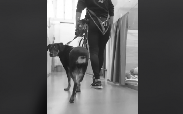 Special needs dog returned to shelter