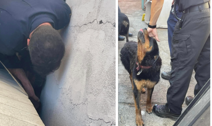 Firefighters rescue dog trapped in narrow space between two buildings