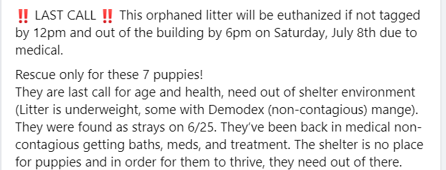 Orphaned puppies will be euthanized if they are not rescued by Saturday
