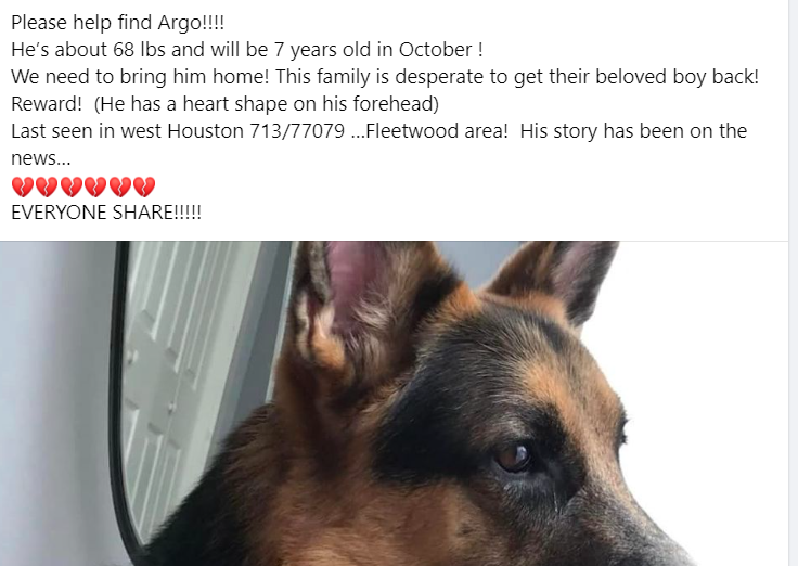 Dog disappeared while in the care of a pet sitter