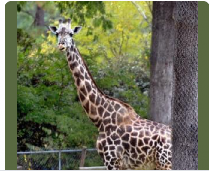 Zoo mourns death of elderly giraffe