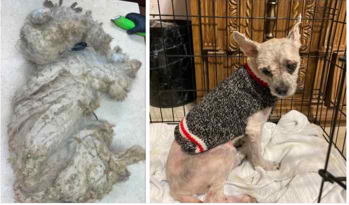 Badly Neglected Dog