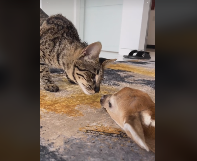Curious cat intrigued by injured fawn