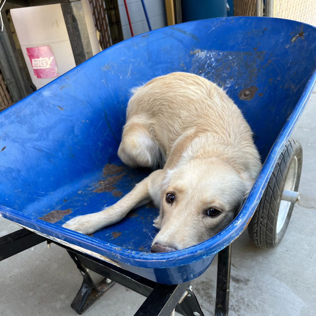 Retriever puppy headed for euthanasia room in a wheelbarrow