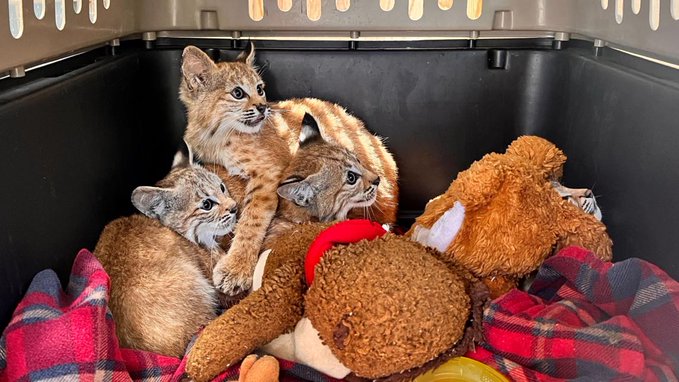 Orphaned bobcats rescued after death of their mom