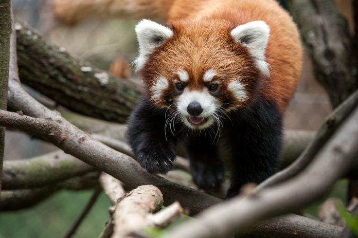 Pittsburgh Zoo mourns death of red panda, Kovu