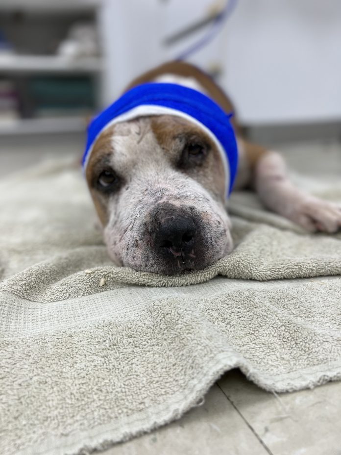 Devastating update about injured dog found collapsed on the street