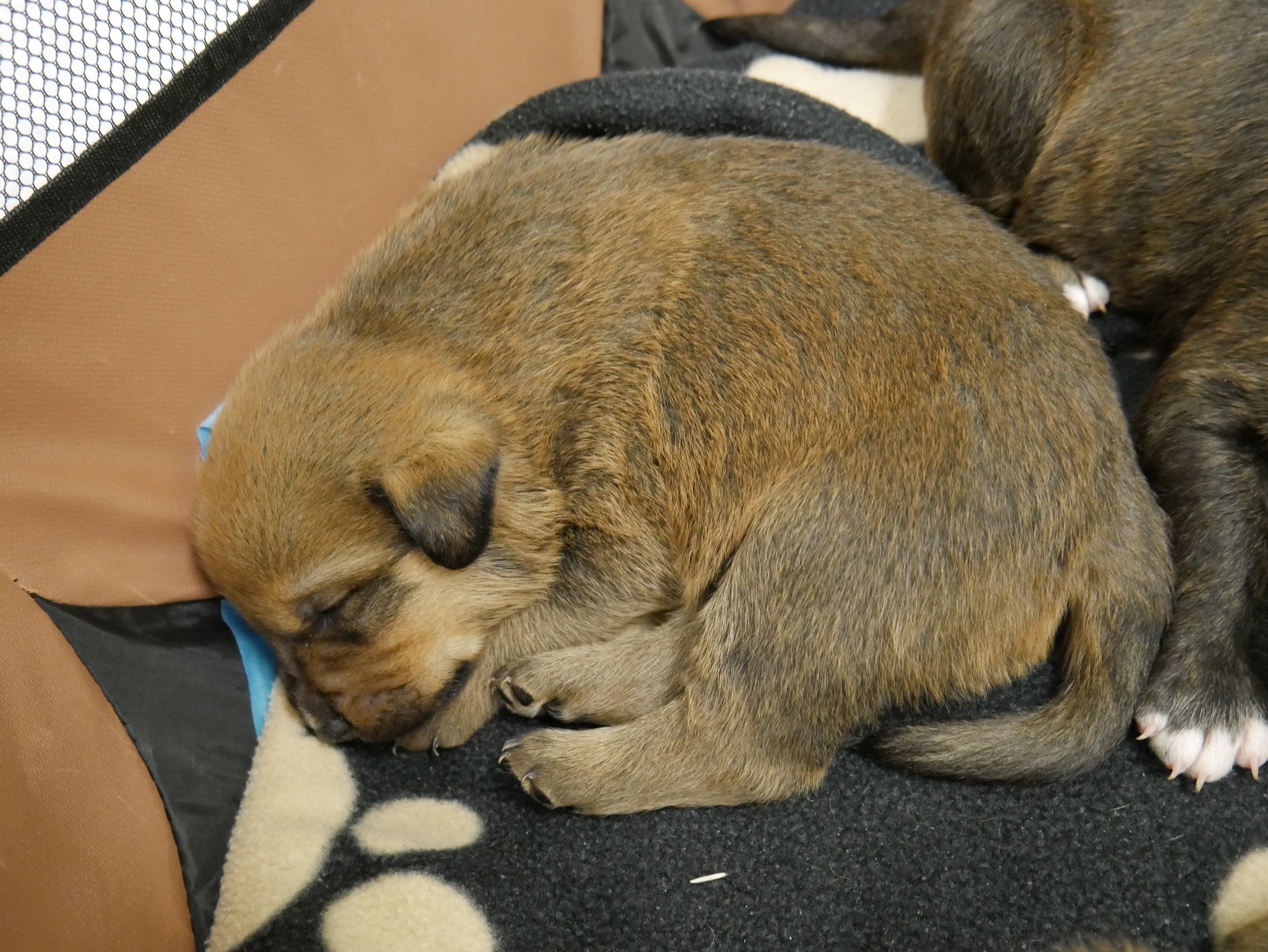 Puppies abandoned at construction site