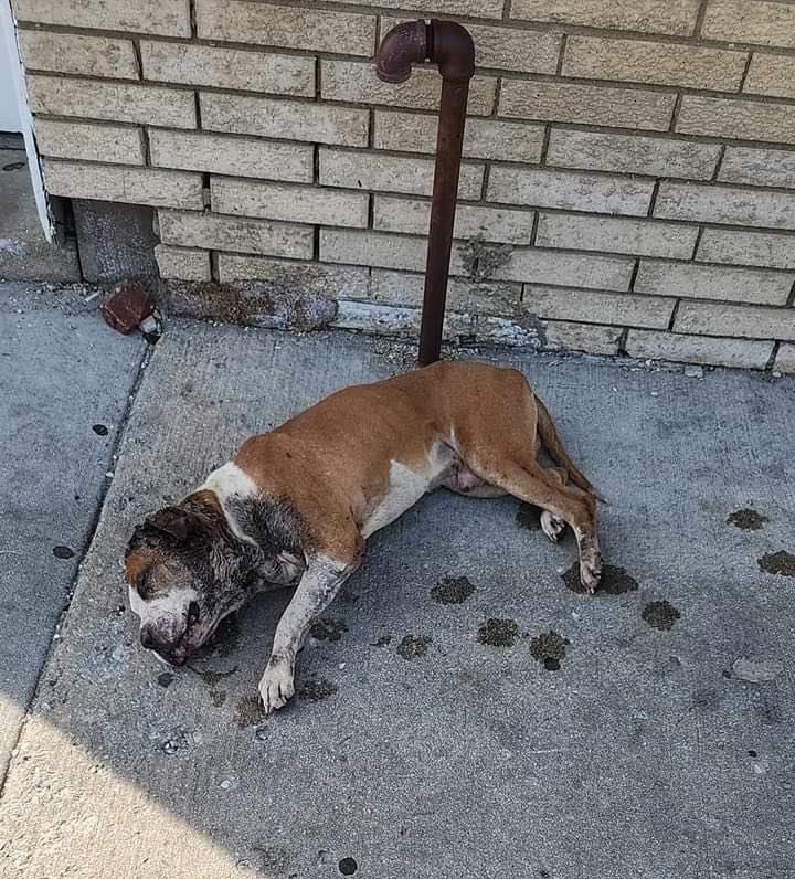 kind person found dog collapsed on the street