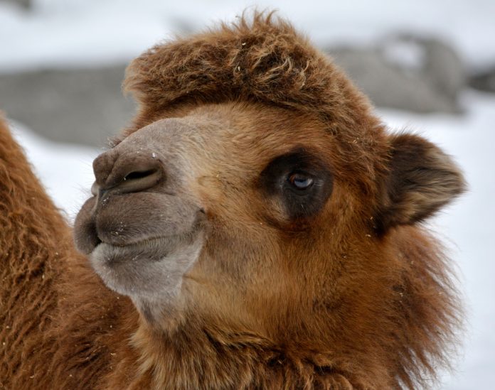 Zoo announces death of beloved camel, Humphrey