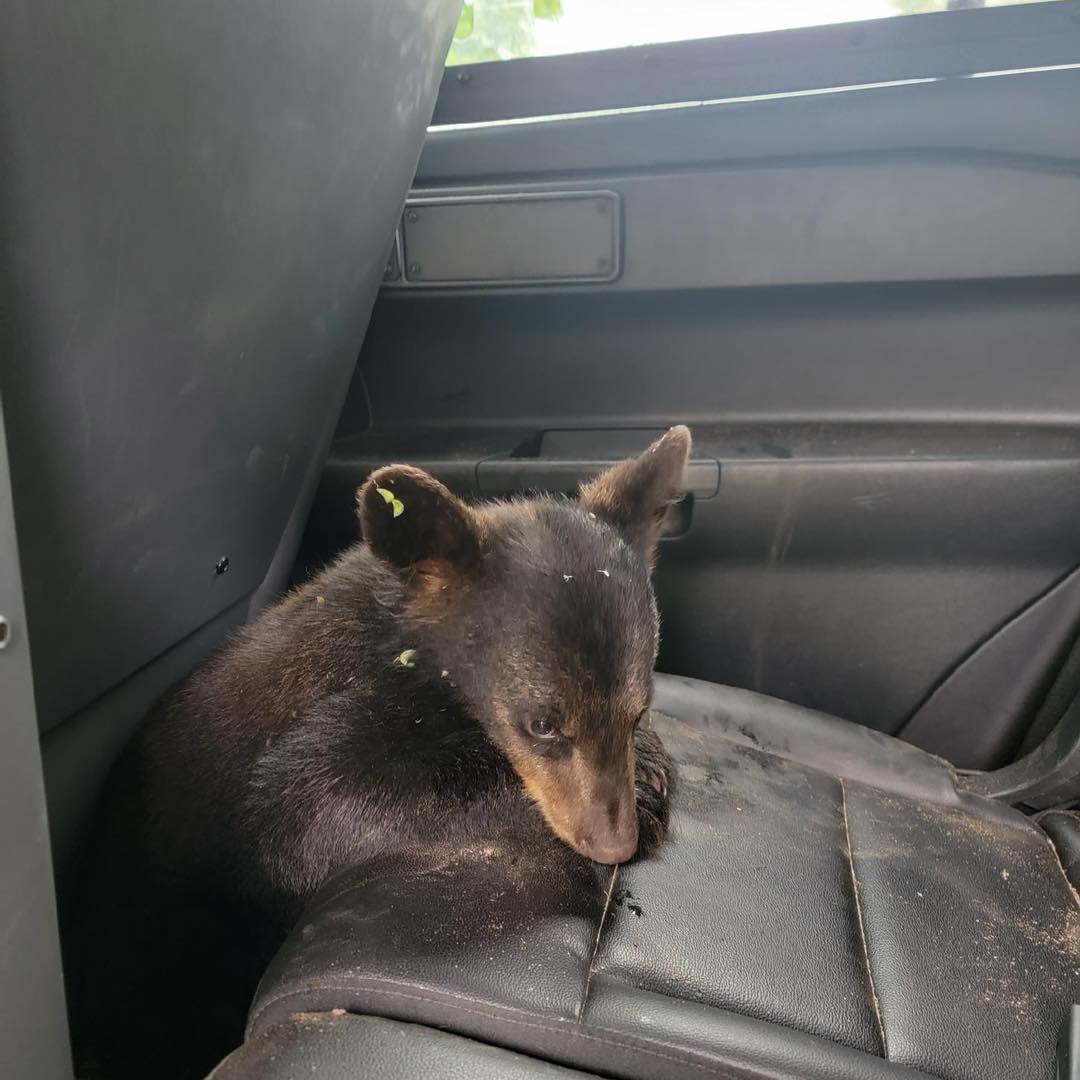 Bear cub rescued 