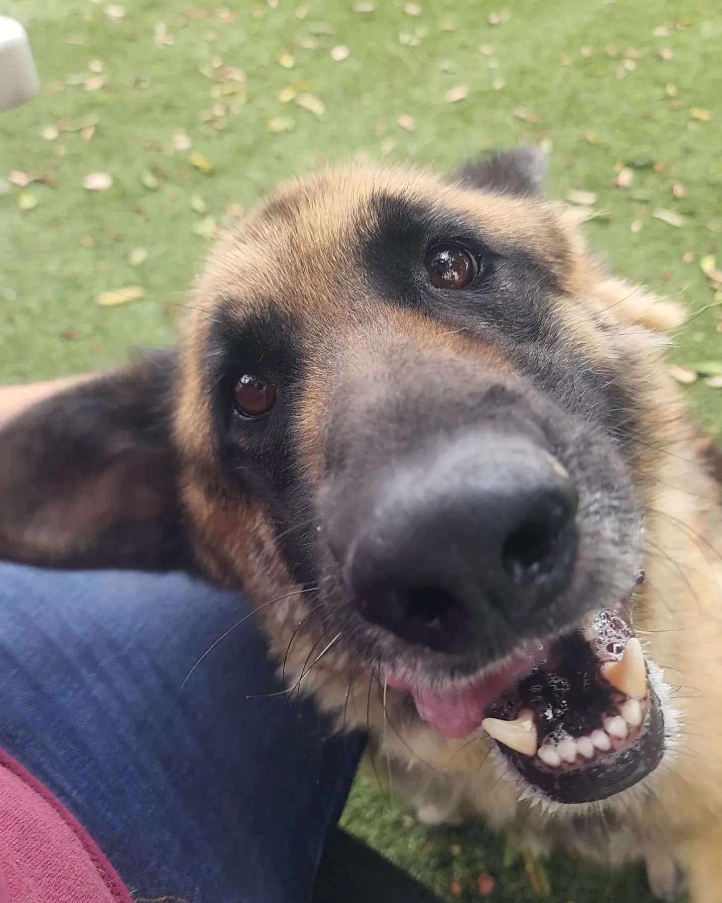 Handsome shepherd wants to be someone's friend