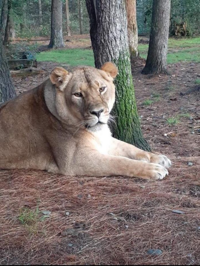 Zoo mourns sudden and unexpected death of lion