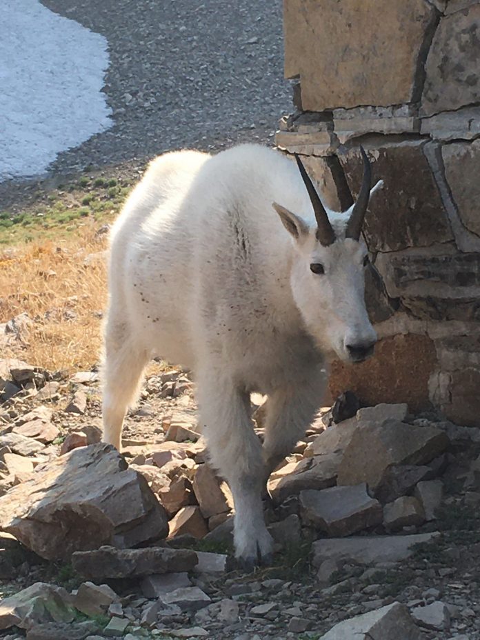 Hikers warned to keep dogs leashed because of fatal encounters with mountain goats