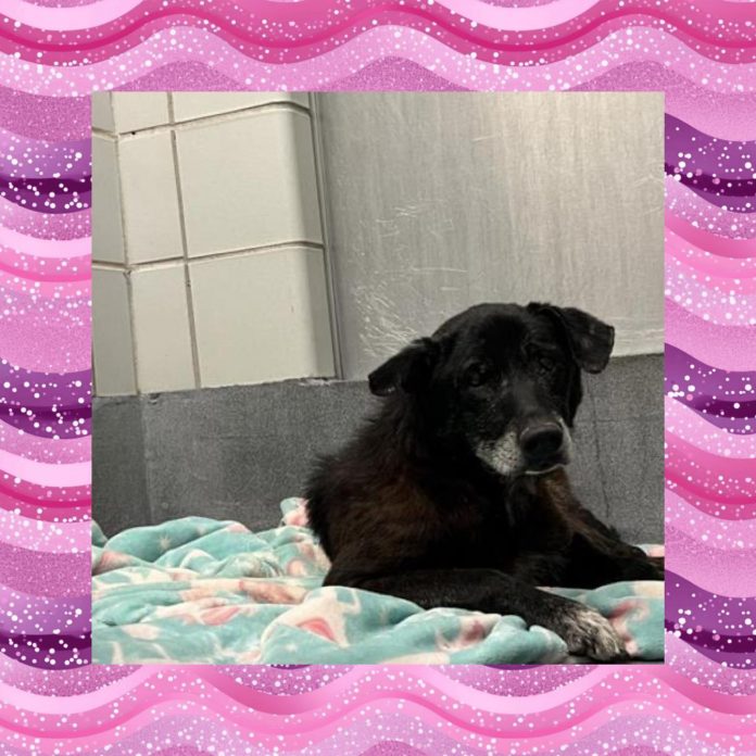 Senior dog in danger of being put down after being surrendered by her owner