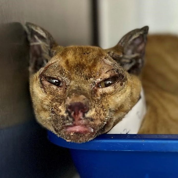 Severely burned cat receiving life saving care at Maui animal shelter