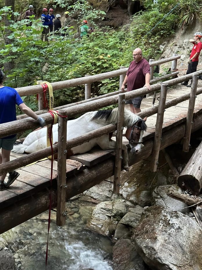 Rescue teams saved horse who fell through rotted wooden bridge
