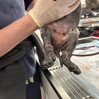 Rescue group caring for severely burned puppy
