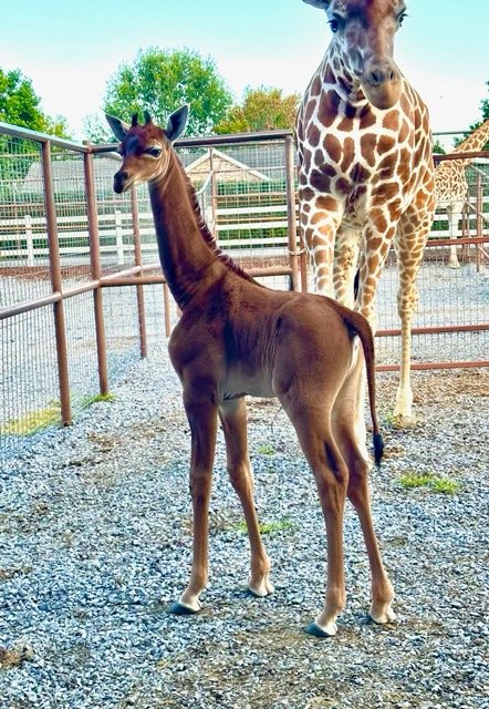Brights Zoo welcomes rare giraffe calf
