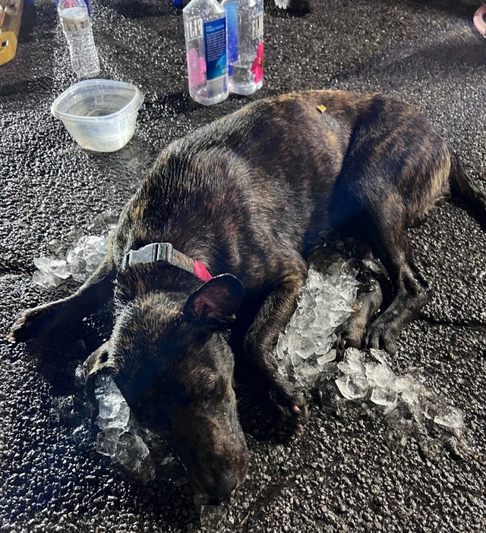 Reward - two dogs and a puppy left in hot car and died from heat stroke