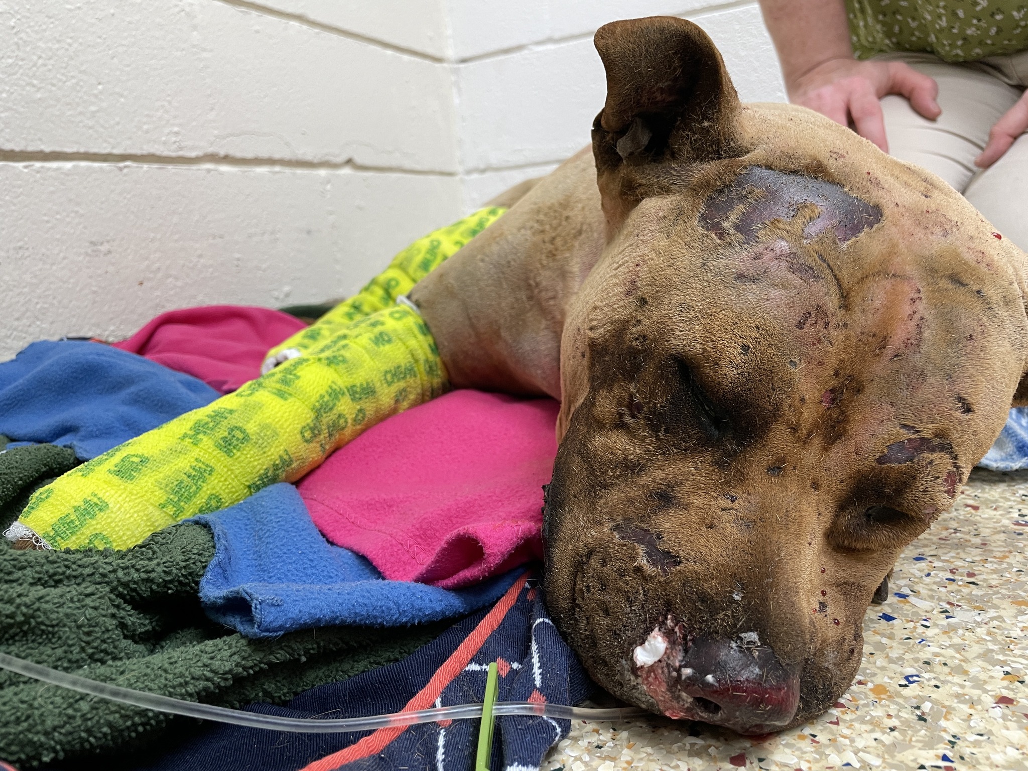 Cruelty case: Dog set on fire, burned alive