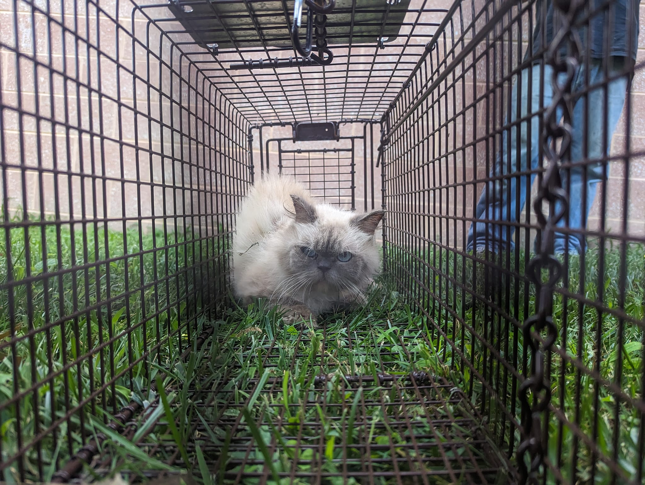 Himalayan cats dumped in park areas