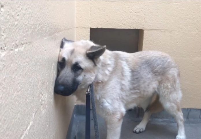 Gentle, terrified dog has spent half of his life hidden in back of shelter