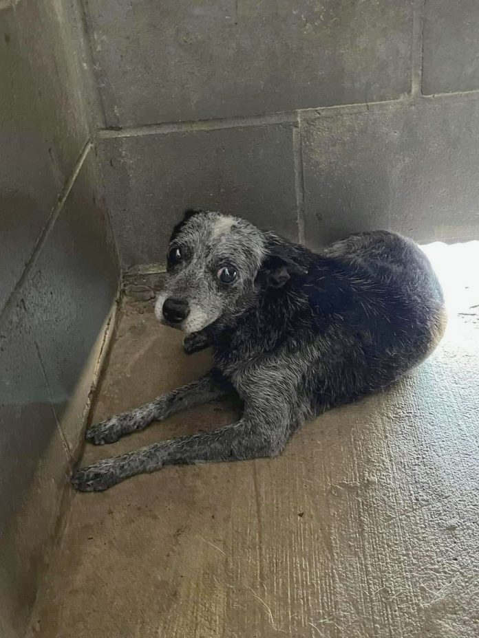 Senior dog scared and confused after being surrendered by her owner