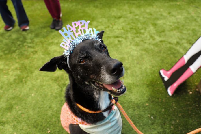 Senior dog celebrates her birthday at the shelter where she has been held for more than a year.