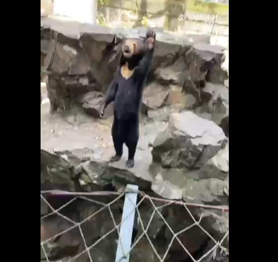 Zoo bear waves at visitors, prompting suspicion that she is a human in a costume