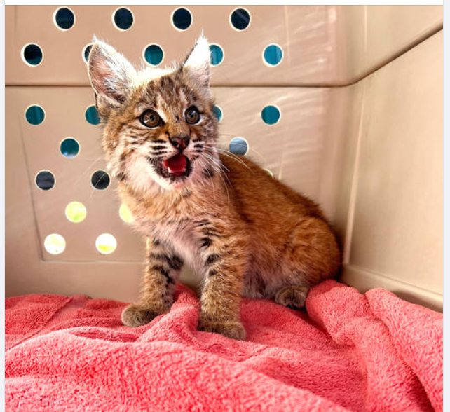 Final baby bobcat rescued after death of mother