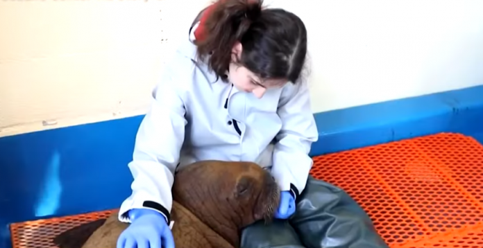 Walrus calf receiving round-the-clock cuddle care