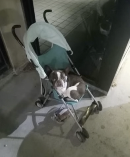 Dog abandoned in stroller at airport