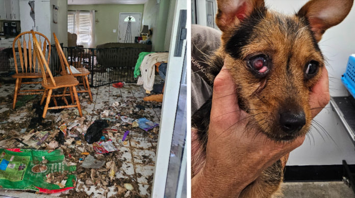 Dozens of dogs rescued from abandoned house