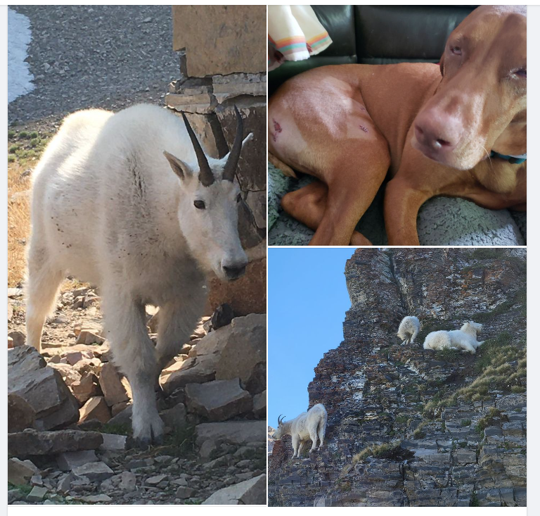Hikers warned to keep dogs on leash following three dog deaths from mountain goats