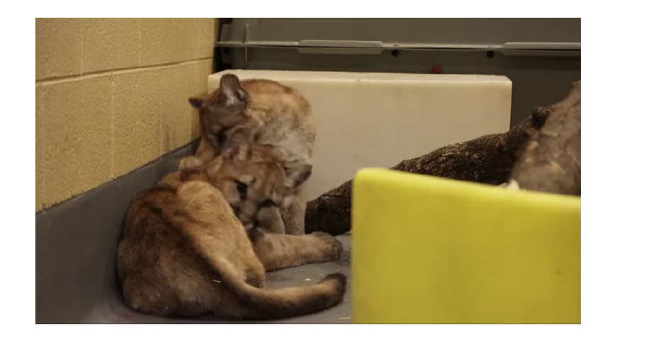Zoo takes in orphaned puma cubs from Washington
