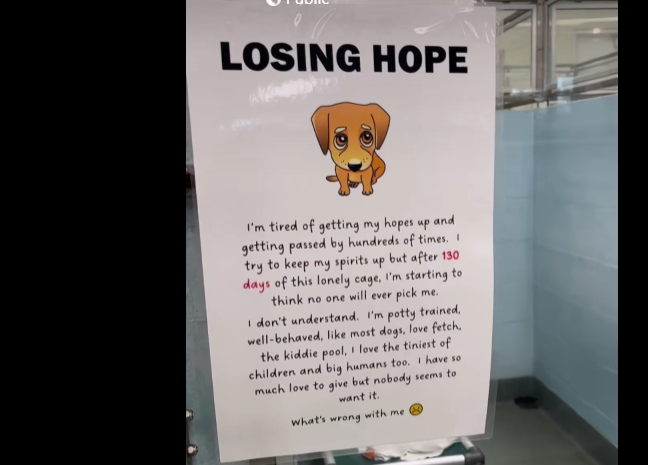 Sad dog lost hope at shelter